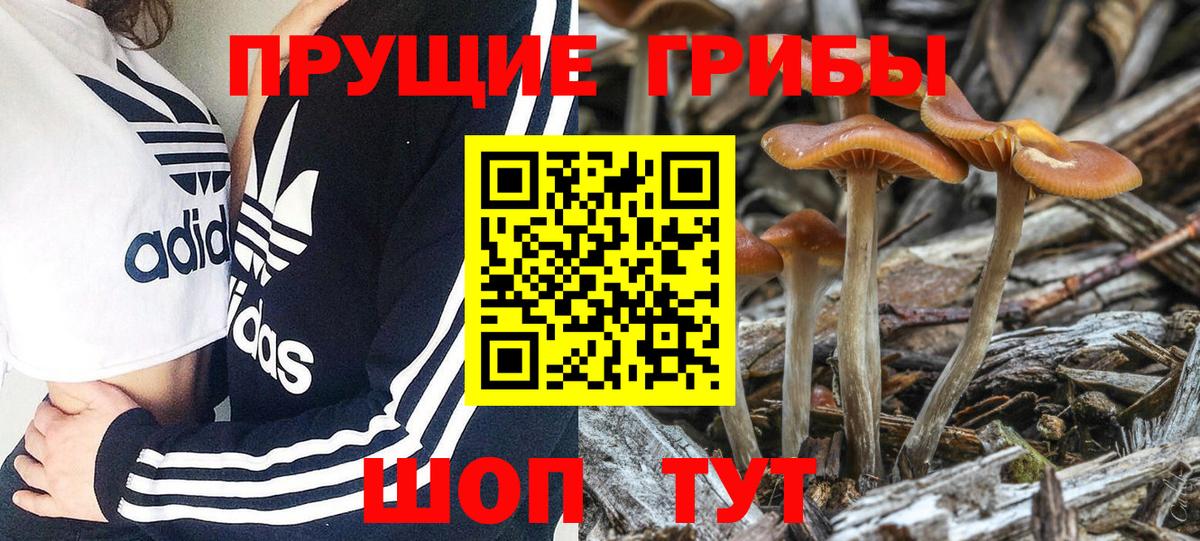 Осинники  Галлюциногенные грибы Psilocybe  Вход с VPN 